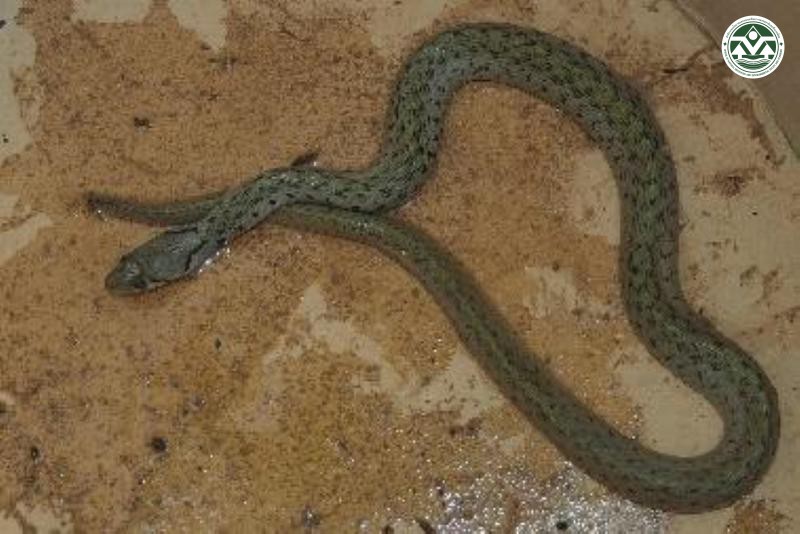 Xenochrophis flavipunctatus