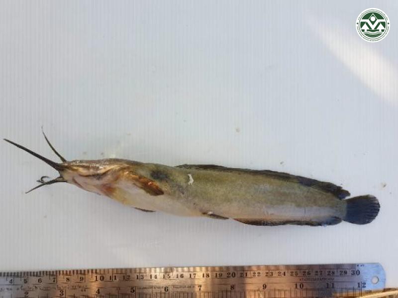 Clarias macrocephalus