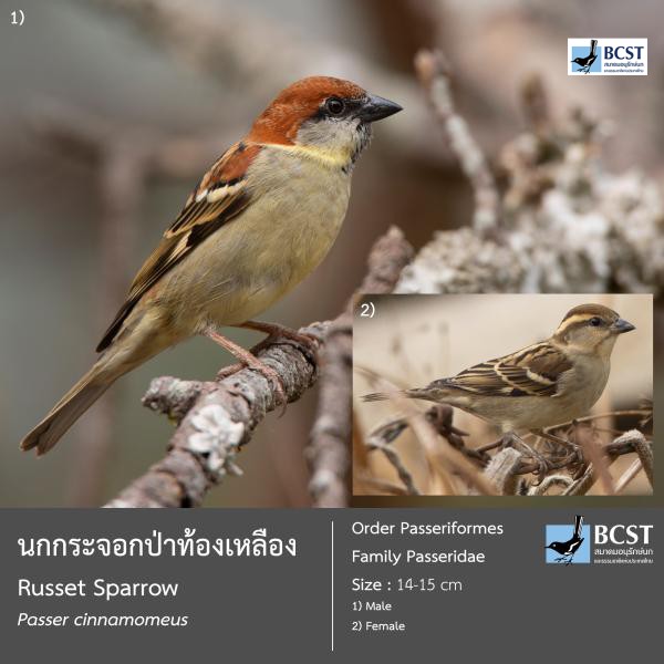 Passer cinnamomeus