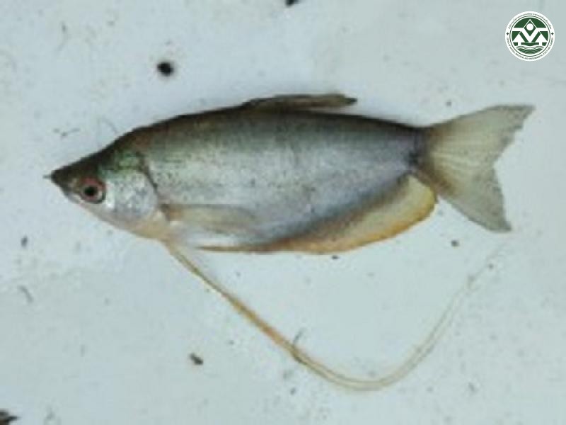 Trichopodus microlepis