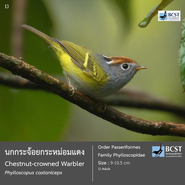 Phylloscopus castaniceps