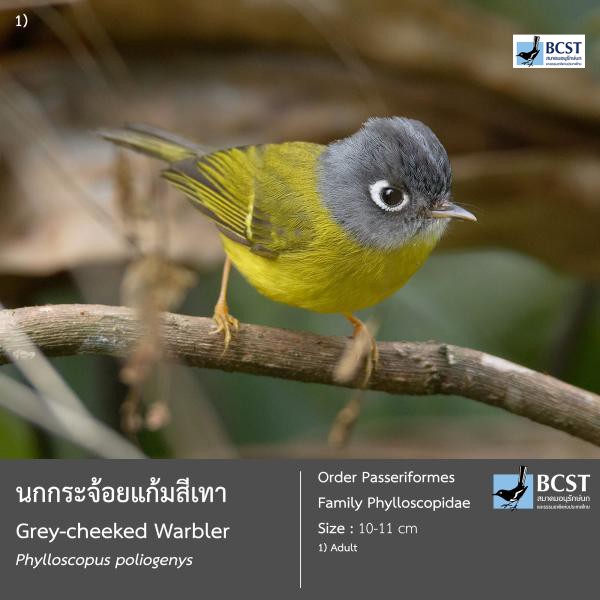 Phylloscopus poliogenys