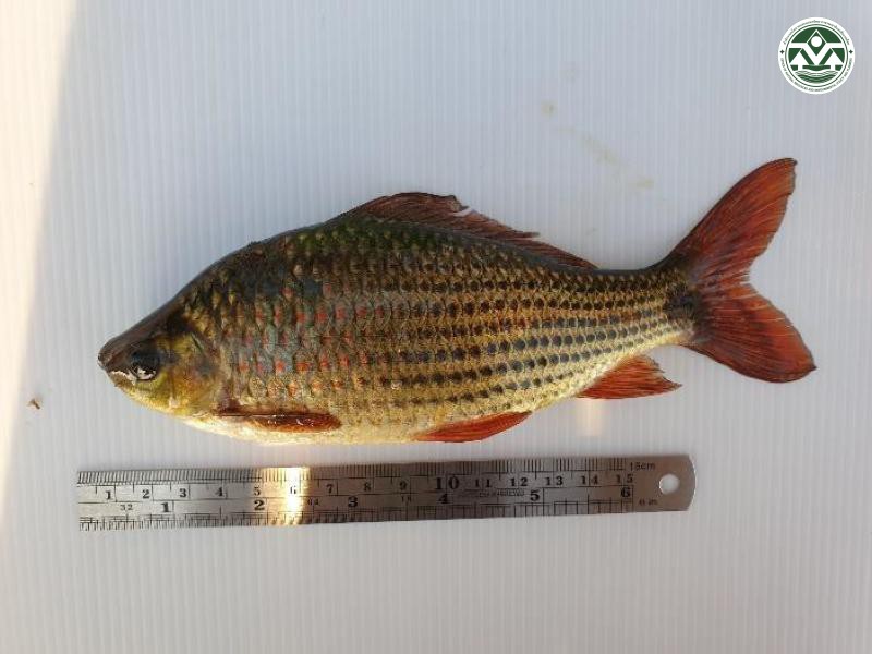 Osteochilus vittatus