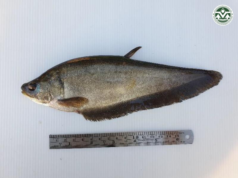 Notopterrus notopterus