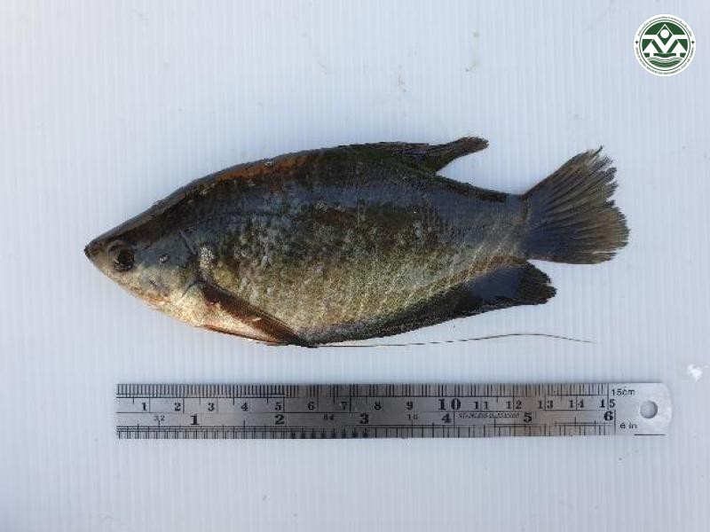 Trichopodus pectoralis