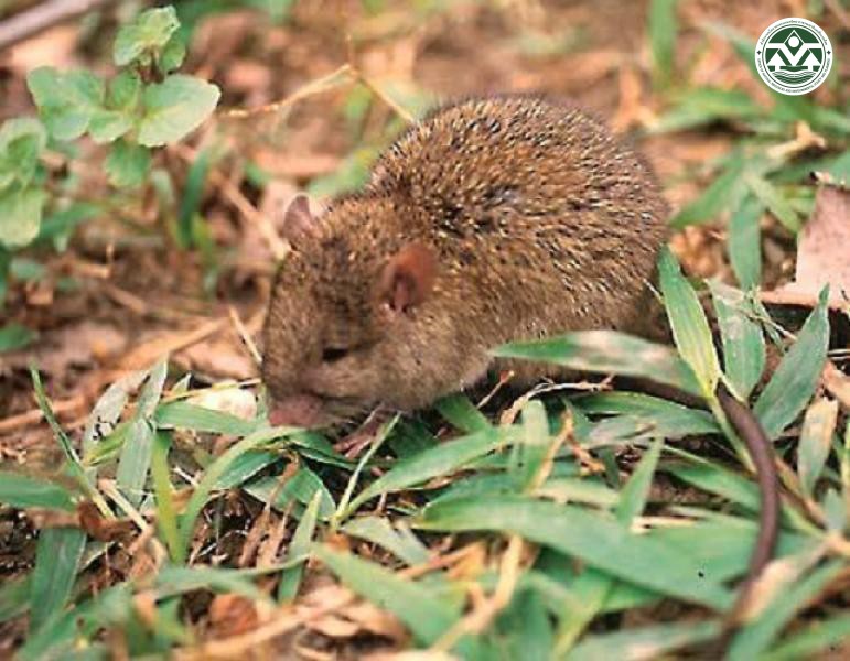 Rattus losea