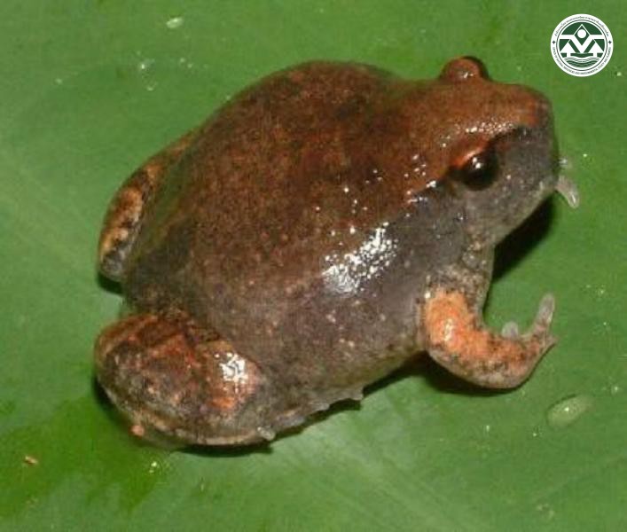 Glyphoglossus molossus
