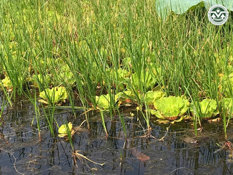 Cyperus cephalotes