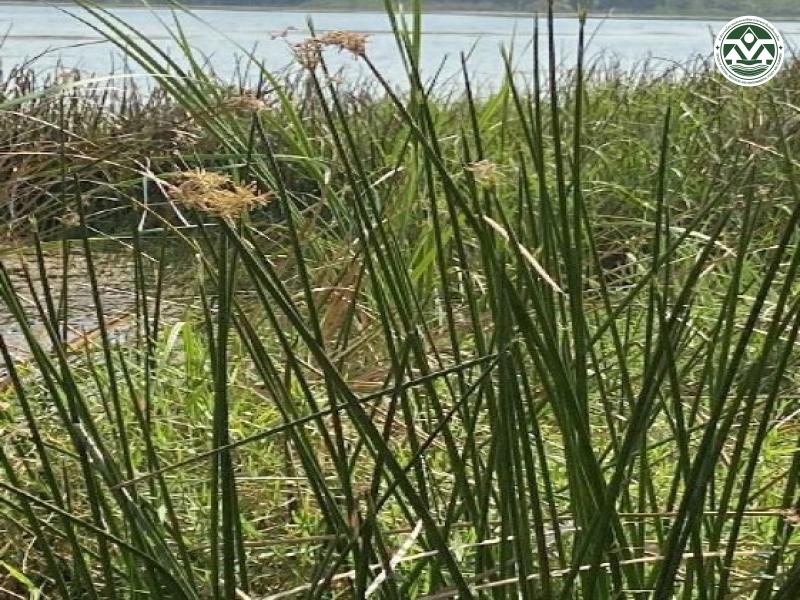Cyperus corymbosus