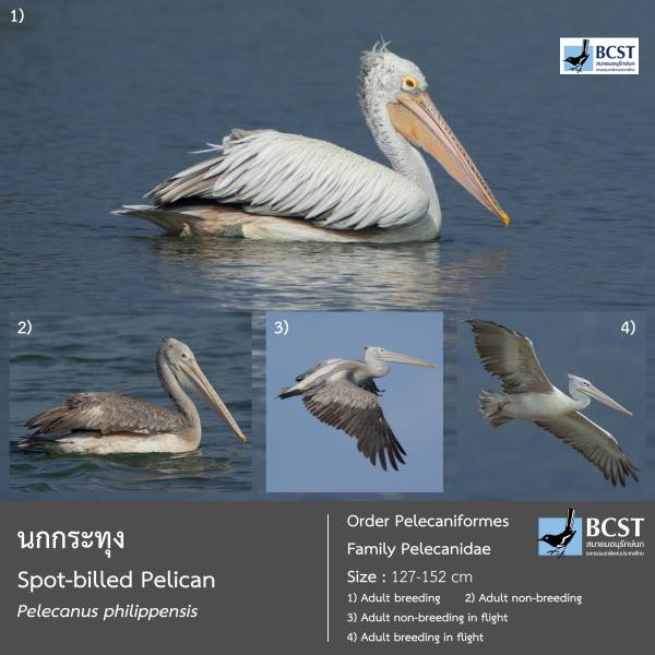 Pelecanus philippensis