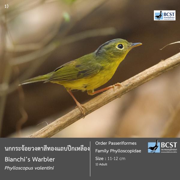 Phylloscopus valentini