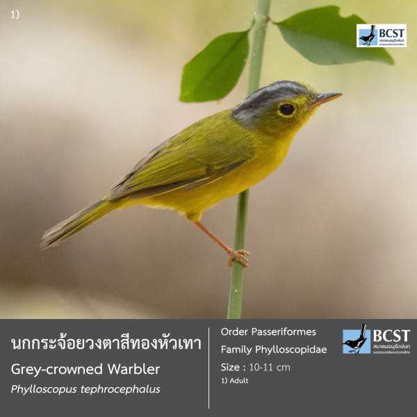 Phylloscopus tephrocephalus
