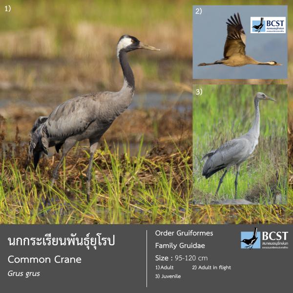 Grus grus