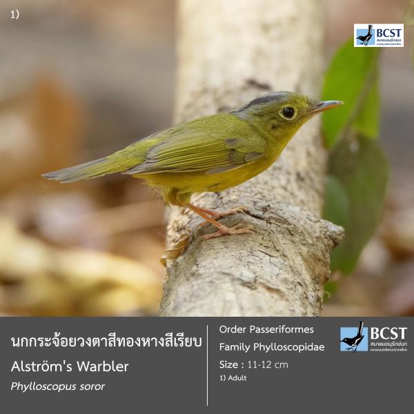 Phylloscopus soror