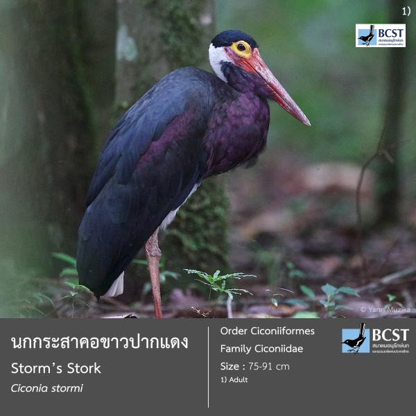 Ciconia stormi