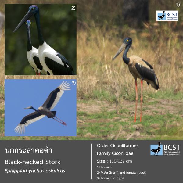 Ephippiorhynchus asiaticus