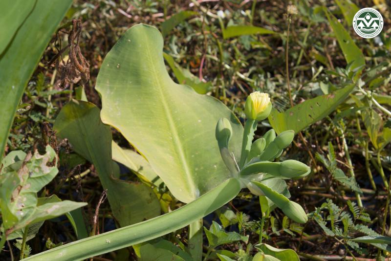Limnocharis flava
