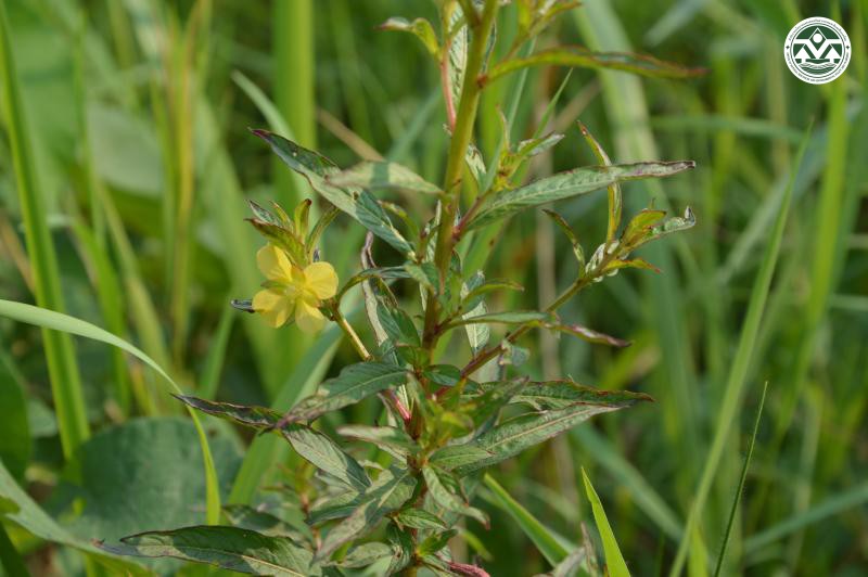 Ludwigia hyssopifolia