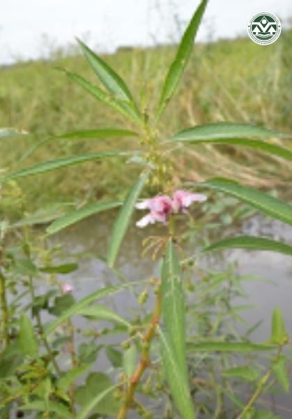Hydrocera triflora