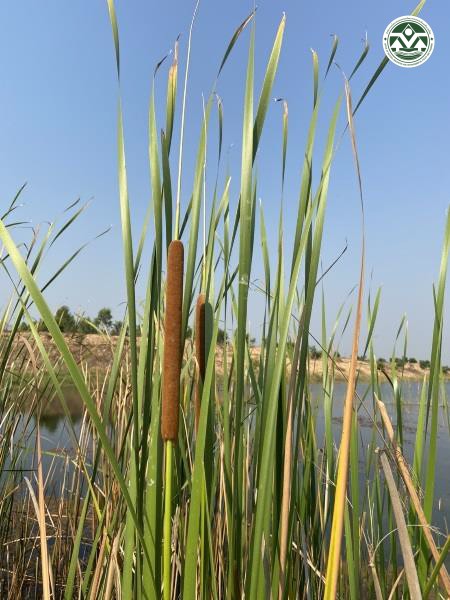 Typha angustifolia