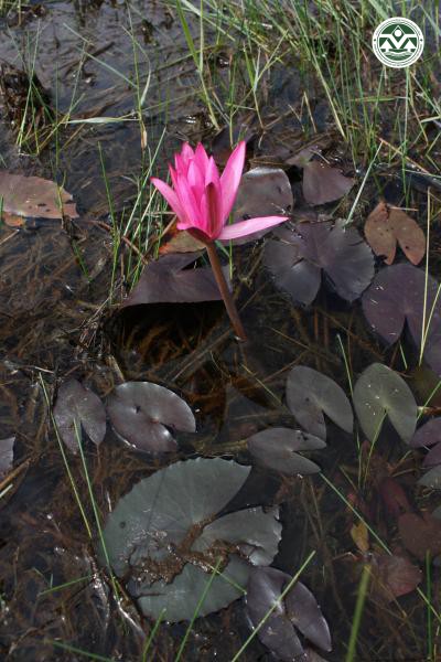 Nymphaea pubescens