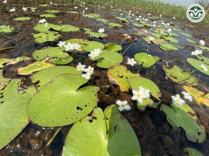 Nymphoides indica