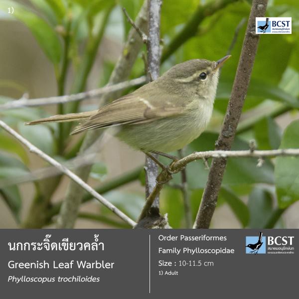 Phylloscopus trochiloides
