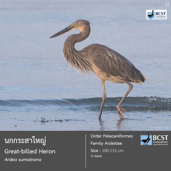 Ardea sumatrana