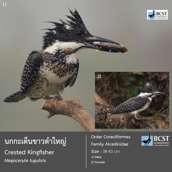Megaceryle lugubris