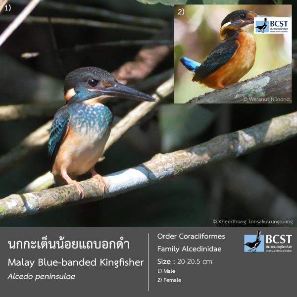 Alcedo peninsulae