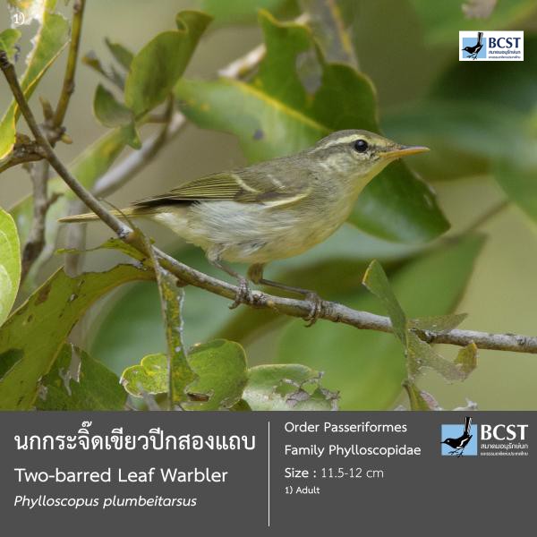 Phylloscopus plumbeitarsus