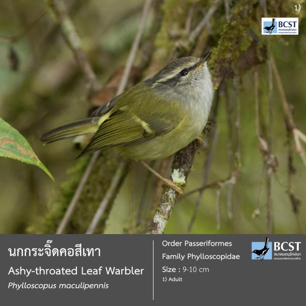 Phylloscopus maculipennis