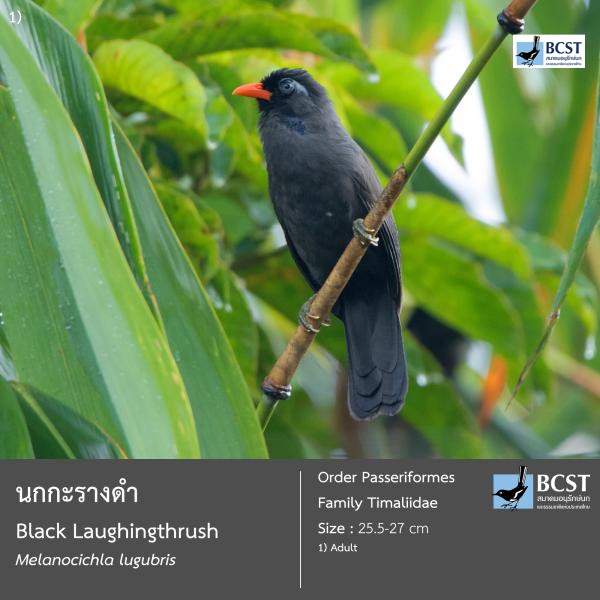 Melanocichla lugubris