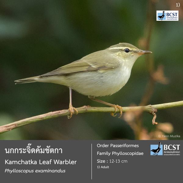 Phylloscopus examinandus