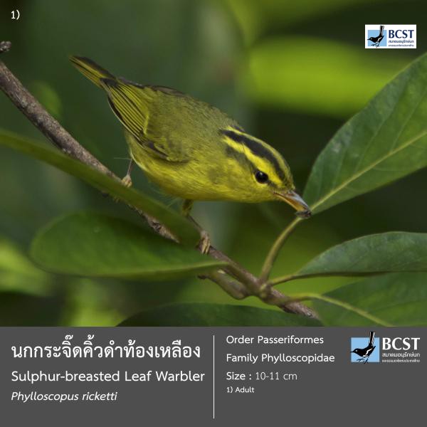 Phylloscopus ricketti