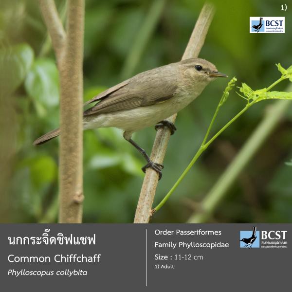 Phylloscopus collybita