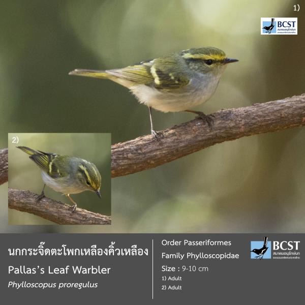 Phylloscopus proregulus
