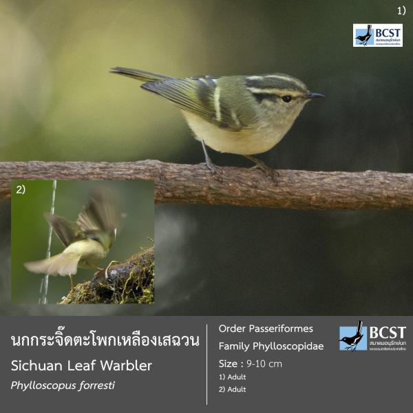 Phylloscopus forresti
