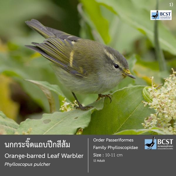 Phylloscopus pulcher