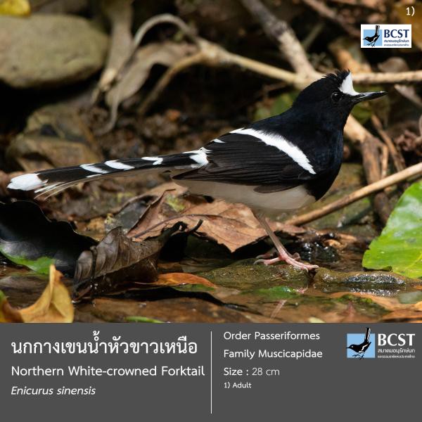 Enicurus sinensis
