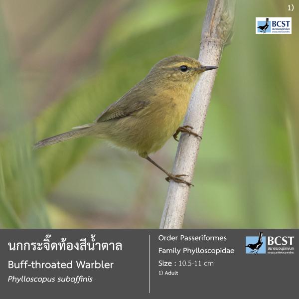 Phylloscopus subaffinis
