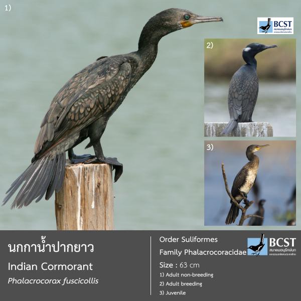 Phalacrocorax fuscicollis