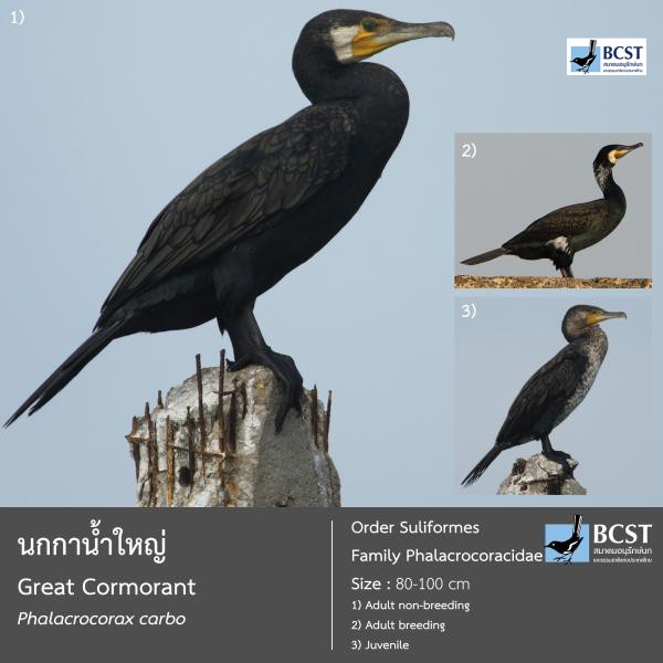 Phalacrocorax carbo