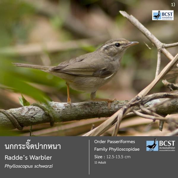 Phylloscopus schwarzi