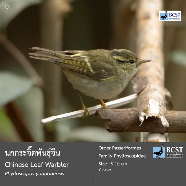 Phylloscopus yunnanensis