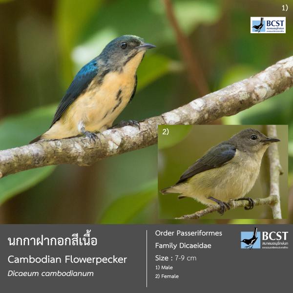 Dicaeum cambodianum