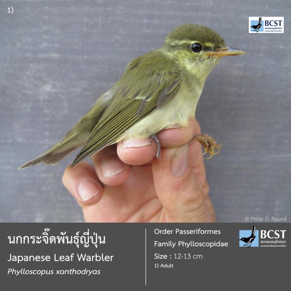 Phylloscopus xanthodryas