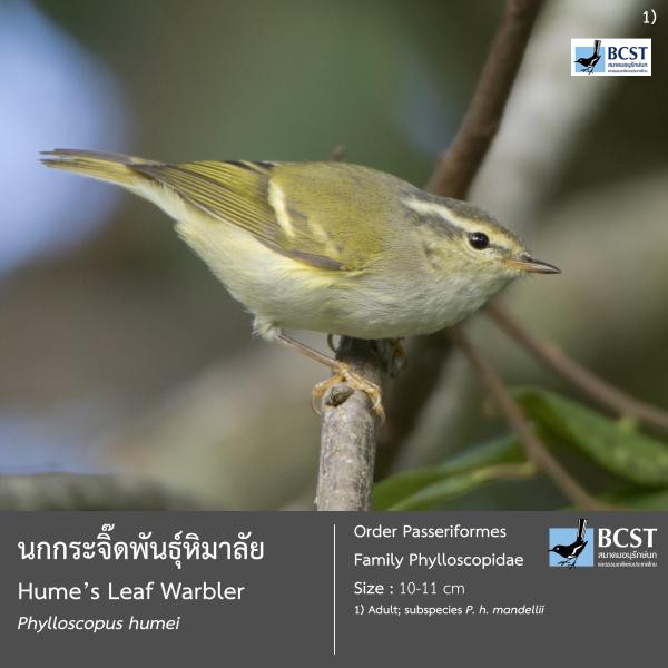 Phylloscopus humei