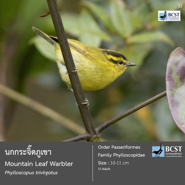 Phylloscopus trivirgatus