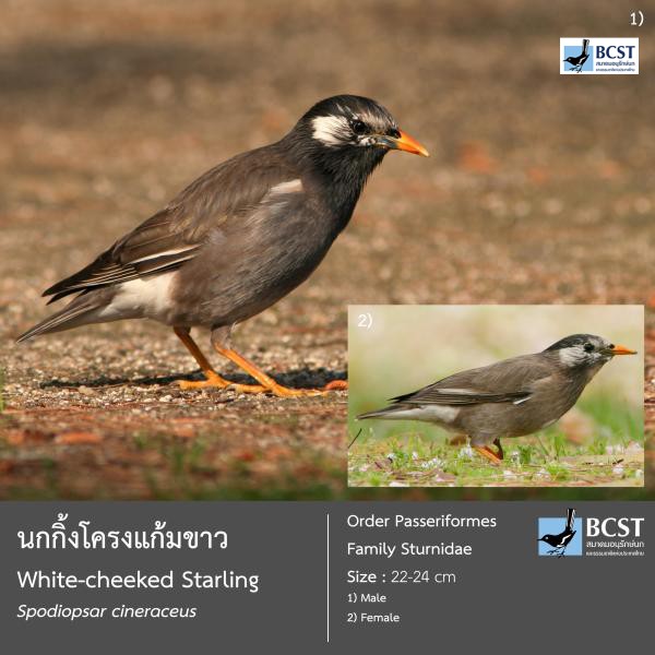 Spodiopsar cineraceus